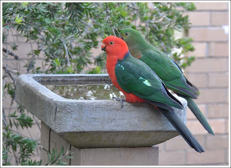 Australian King Parrots.
