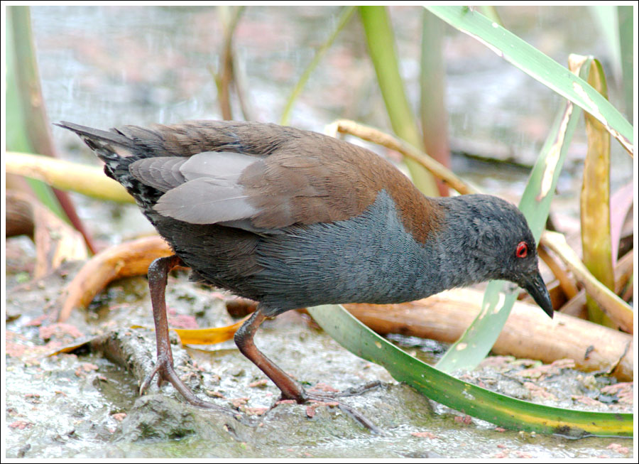 Spotless Crake.
Macalister Wetland Reserve.
