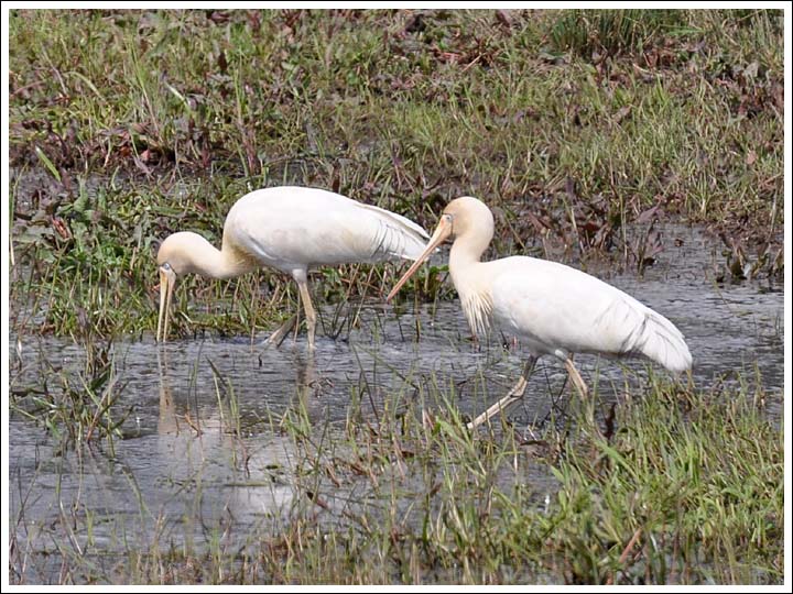 Yellow-billed Spoonbills.
Longford.
