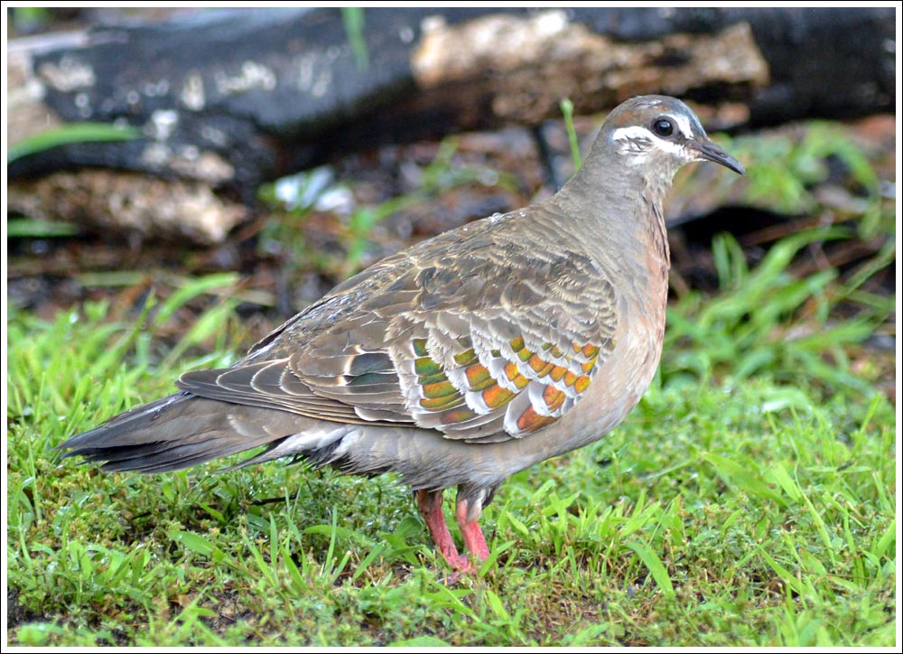 Common Bronzewing.
Female.
