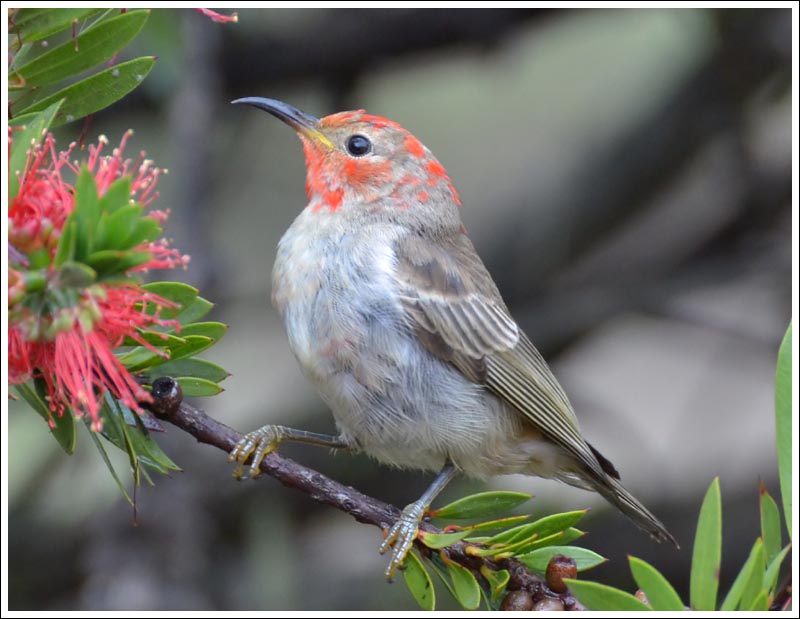 Scarlet Honeyeater.
Immature bird.
