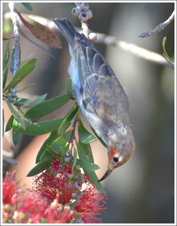Scarlet Honeyeater.
Immature bird.
